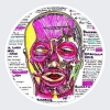 Hanson’s Anatomy Avatar